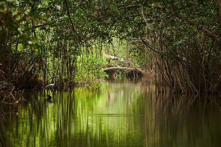 Kolkata to Sundarbans Full-Day Jungle Safari: Royal Bengal Tiger Boat Tour photo 4