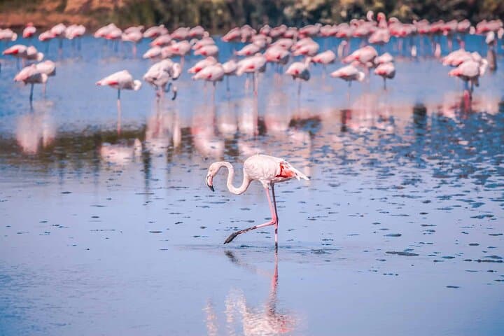 Camargue Day Trip: Flamingos, Wine & Aigues-Mortes photo 3