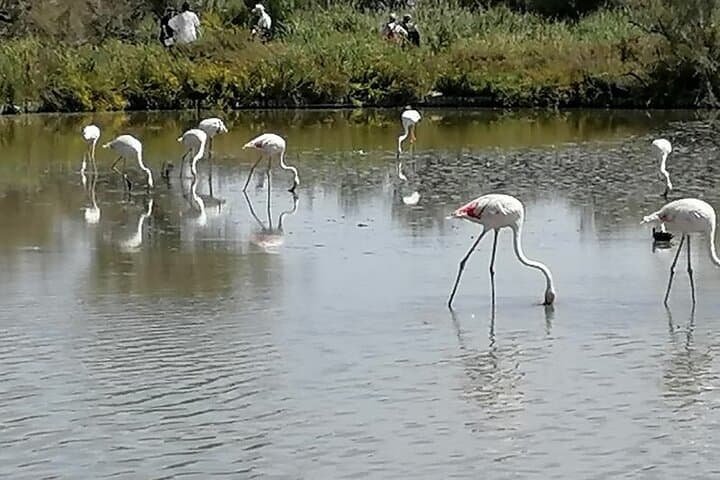Camargue Day Trip: Flamingos, Wine & Aigues-Mortes photo 4