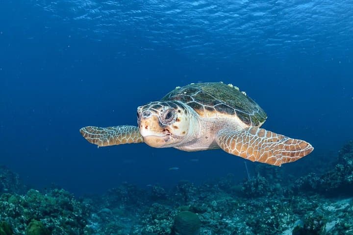 Curaçao Beach-Hopping: Swim with Turtles, Kenepa Grandi Views & Flamingo Sanctuary