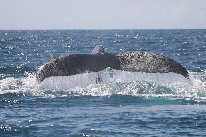Marino Ballena Combination Tour: Whale & Dolphin Watching in Uvita, Costa Rica photo 1