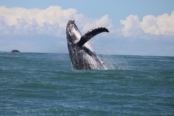 Marino Ballena Combination Tour: Whale & Dolphin Watching in Uvita, Costa Rica photo 2