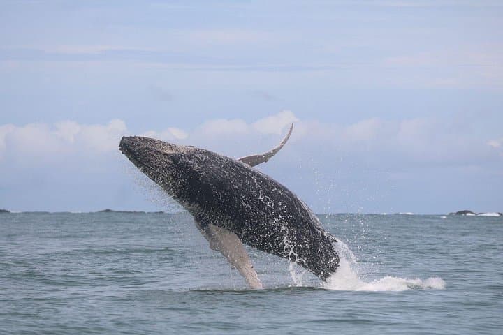 Marino Ballena Combination Tour: Whale & Dolphin Watching in Uvita, Costa Rica photo 3