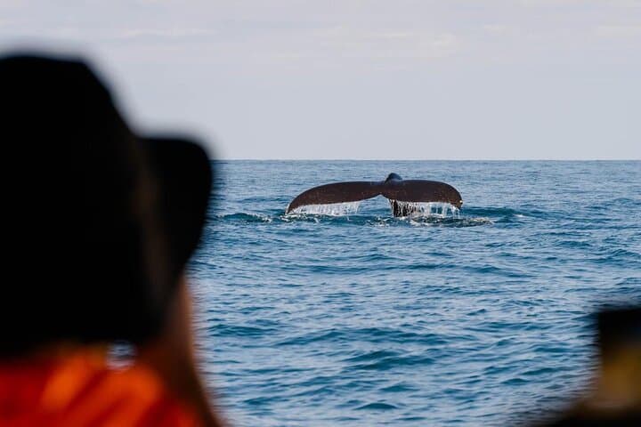 Marino Ballena Combination Tour: Whale & Dolphin Watching in Uvita, Costa Rica photo 4