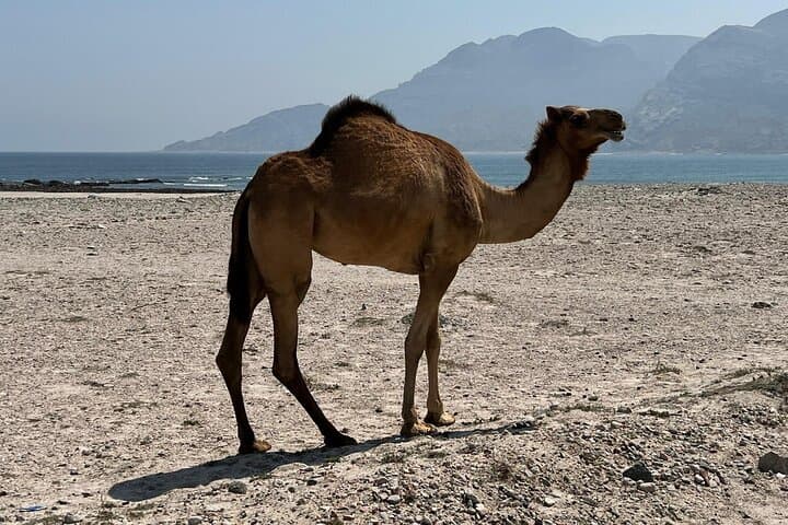 Salalah Coastal Highway Day Trip: Fushi Dunes & Hasik Beach 4x4 Tour