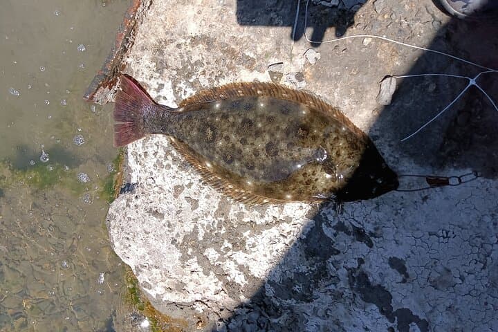 Bay Area Pier Halibut Fishing: Live-Bait Masterclass from the Pier