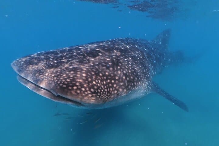 La Paz Whale Shark Snorkel: Small-Group Encounters with More Time in the Water