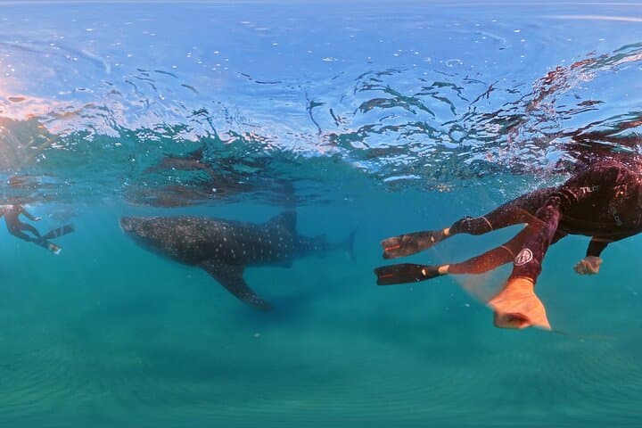 La Paz Whale Shark Snorkel: Small-Group Encounters with More Time in the Water photo 3