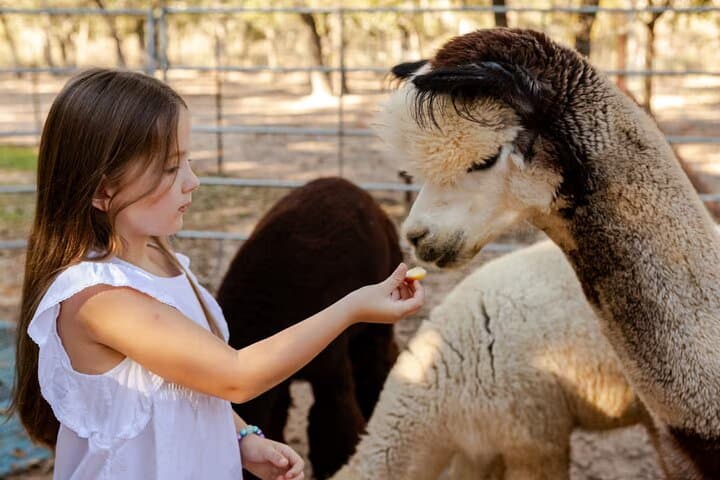 Alpaca Experience Tour at Spross Hollow Alpacas, Seguin TX photo 2