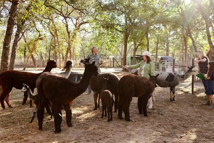 Alpaca Experience Tour at Spross Hollow Alpacas, Seguin TX photo 4