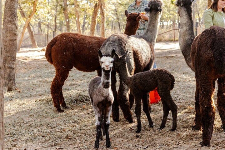 Alpaca Experience Tour at Spross Hollow Alpacas, Seguin TX photo 5