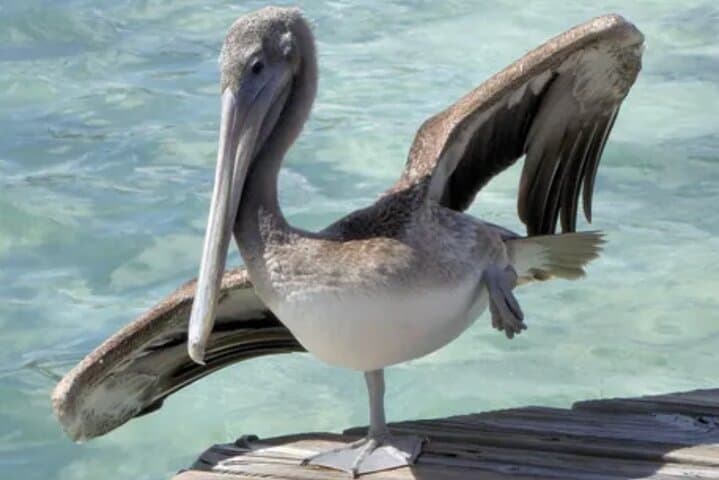 Bonaire Full-Island Shore Excursion: Salt Mountains, 1,000 Steps & Beach Relaxation photo 2