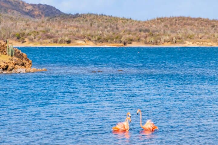 Bonaire Full-Island Shore Excursion: Salt Mountains, 1,000 Steps & Beach Relaxation photo 6