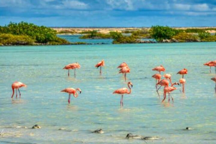 Bonaire Full-Island Shore Excursion: Salt Mountains, 1,000 Steps & Beach Relaxation