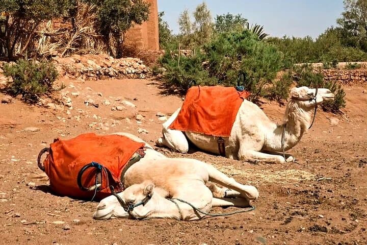 Private Aït Ben Haddou & Ouarzazate Day Tour from Marrakech photo 2