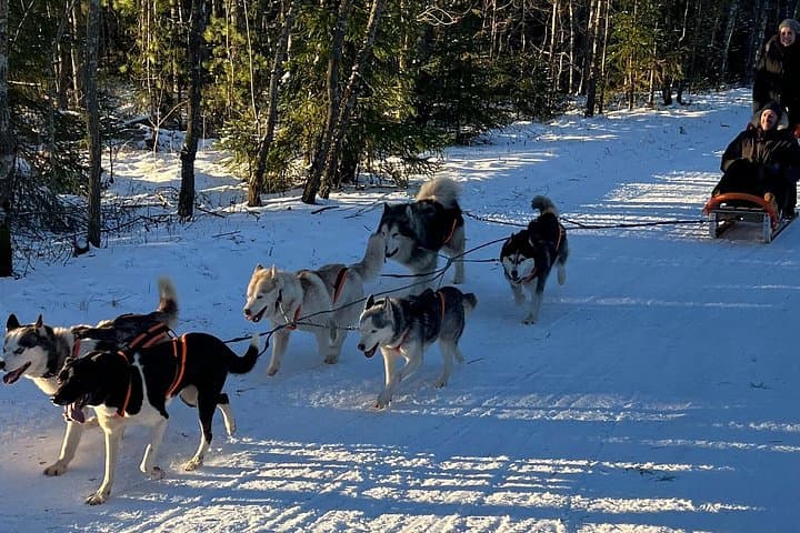 Husky Dog Sled and Bike-Kart Adventure From Riga — 3-Hour Forest Ride