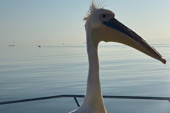 Walvis Bay Dolphin Catamaran Cruise & Sandwich Harbour Dune Drive