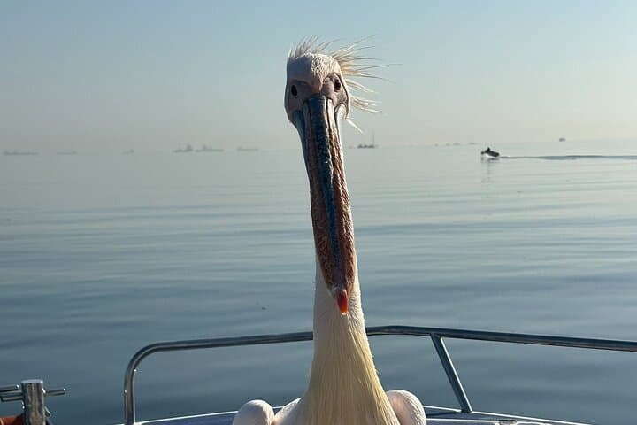 Walvis Bay Dolphin Catamaran Cruise & Sandwich Harbour Dune Drive photo 3