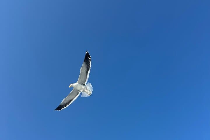 Walvis Bay Dolphin Catamaran Cruise & Sandwich Harbour Dune Drive photo 4