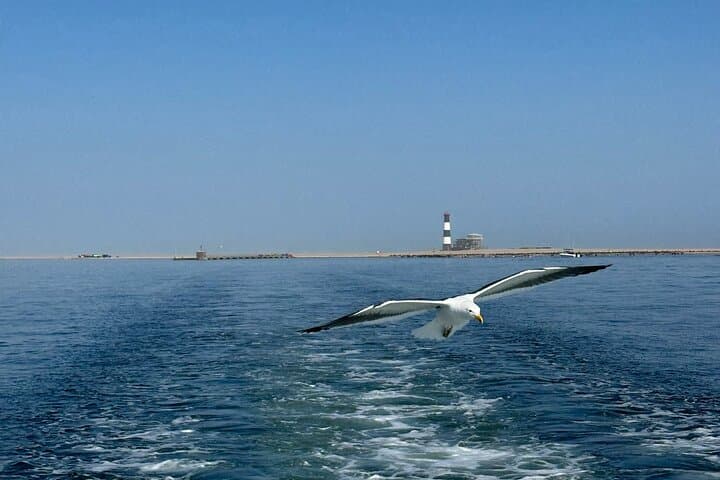 Walvis Bay Dolphin Catamaran Cruise & Sandwich Harbour Dune Drive photo 5