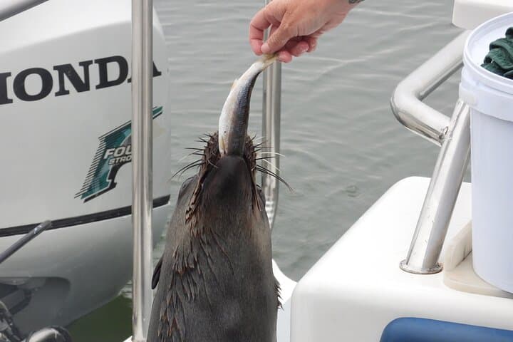 Walvis Bay Dolphin Catamaran Cruise & Sandwich Harbour Dune Drive photo 6