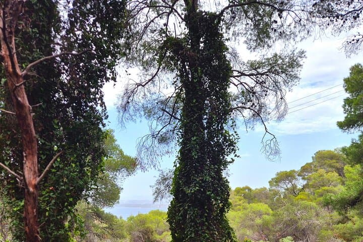 Meditation and Herbal Walk in Spetses Forest: Make Your Own Essential Oil photo 6