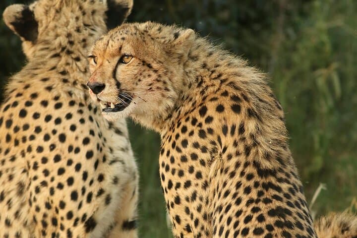 7-Day Cape Town & Pilanesberg Big Five Safari Adventure photo 2