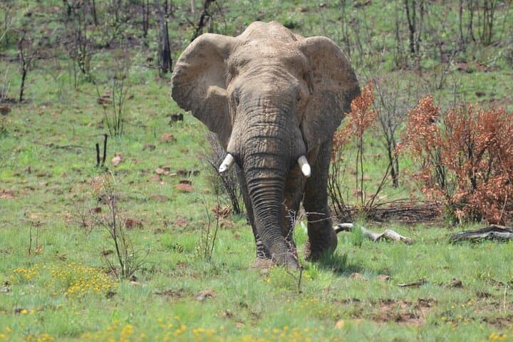7-Day Cape Town & Pilanesberg Big Five Safari Adventure photo 3