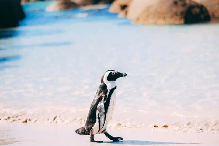 7-Day Cape Town & Pilanesberg Big Five Safari Adventure photo 5