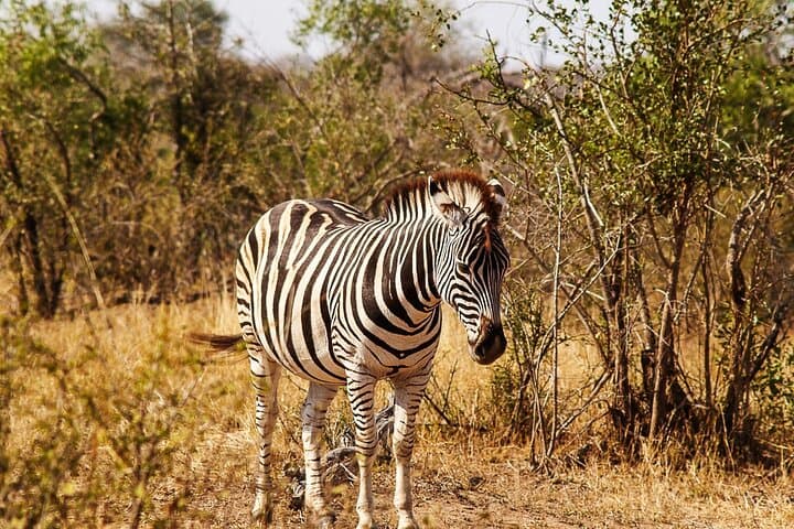 7-Day Cape Town & Pilanesberg Big Five Safari Adventure photo 6
