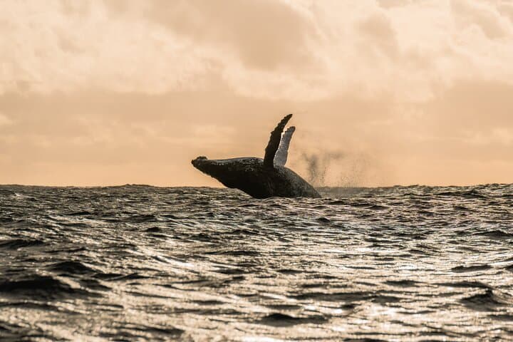 Half-Day Whale Watching in Moorea — Animal-Friendly Small-Group Cruise photo 4