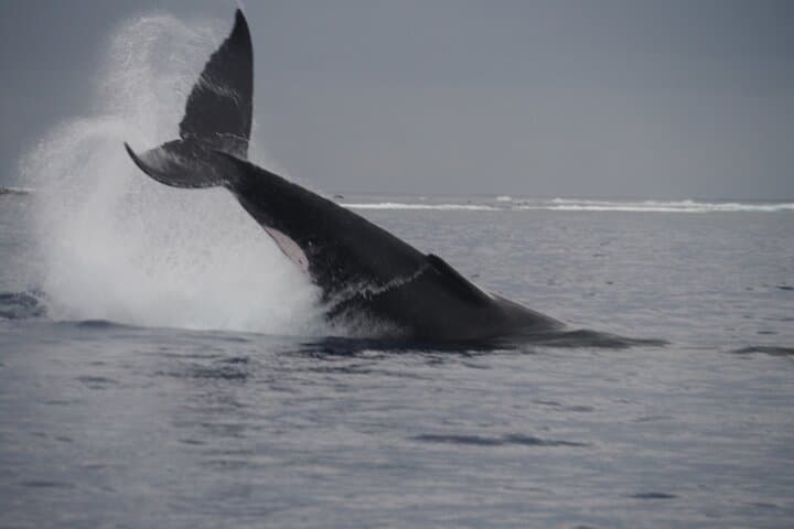 Half-Day Whale Watching in Moorea — Animal-Friendly Small-Group Cruise photo 5