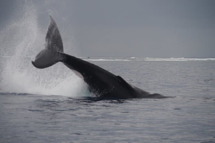 Half-Day Whale Watching in Moorea — Animal-Friendly Small-Group Cruise photo 6