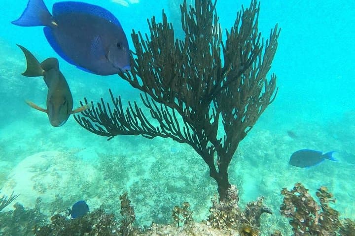 Punta Cana Speedboat Adventure: Snorkeling, Dolphin Views & Natural Pool photo 4