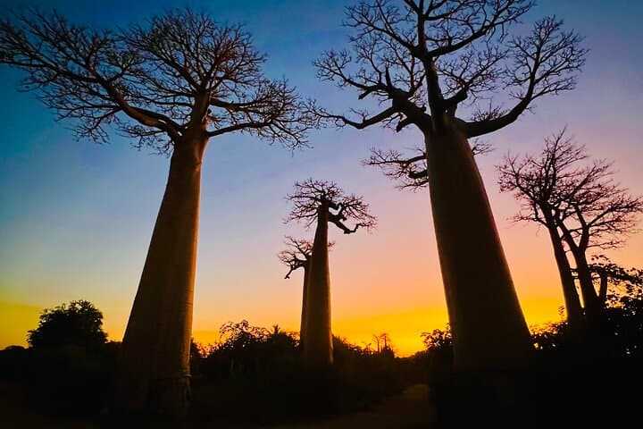 6-Day Madagascar: Rainforest Lemurs, Baobab Sunsets & Highland Villages