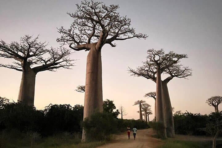6-Day Madagascar: Rainforest Lemurs, Baobab Sunsets & Highland Villages photo 3