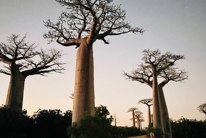 6-Day Madagascar: Rainforest Lemurs, Baobab Sunsets & Highland Villages photo 4