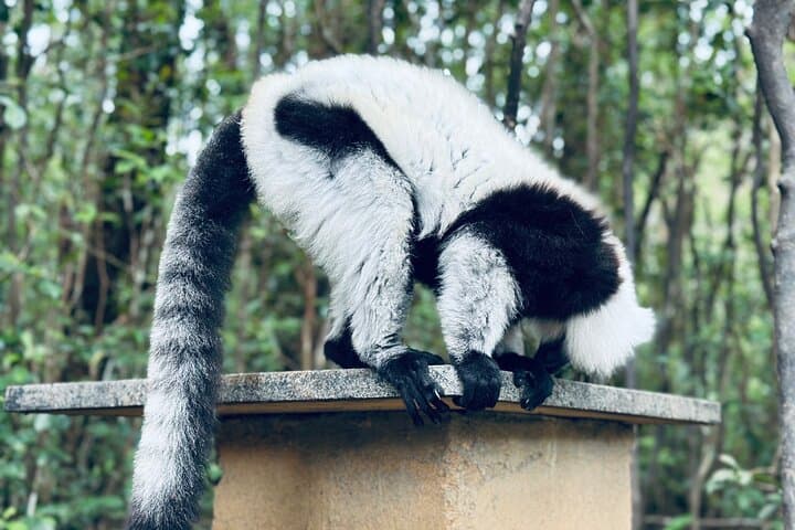 6-Day Madagascar: Rainforest Lemurs, Baobab Sunsets & Highland Villages photo 5
