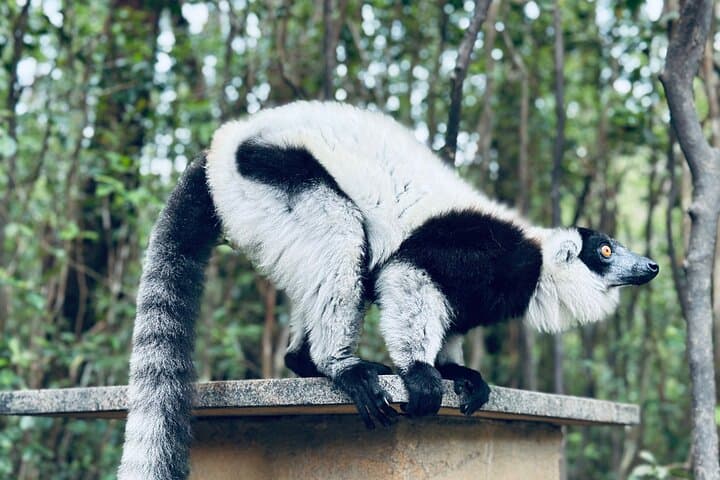 6-Day Madagascar: Rainforest Lemurs, Baobab Sunsets & Highland Villages photo 6