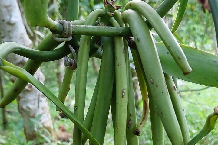 Half-Day Tahaa Excursion from Raiatea: Vanilla, Black Pearls & Lagoon Views photo 5