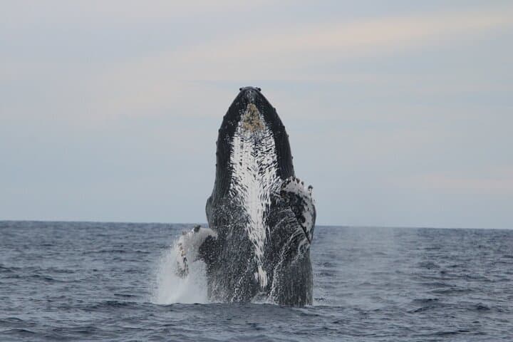 Cabo San Lucas Whale Watching: Gray Whales & El Arco Cruise