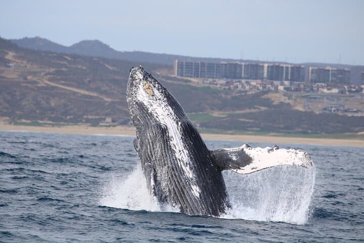 Cabo San Lucas Whale Watching: Gray Whales & El Arco Cruise photo 5