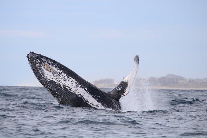 Cabo San Lucas Whale Watching: Gray Whales & El Arco Cruise photo 6