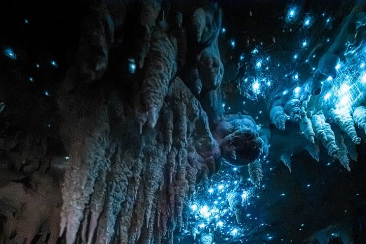 Northland Glowworm Cave and Coastal Day Tour from Auckland
