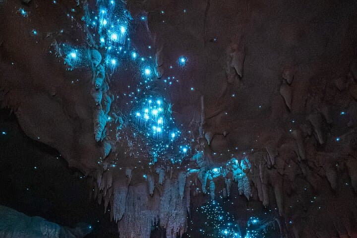 Northland Glowworm Cave and Coastal Day Tour from Auckland photo 3