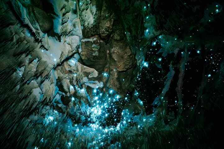 Northland Glowworm Cave and Coastal Day Tour from Auckland photo 4