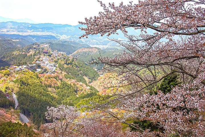 Hike Yoshinoyama: Historic Cherry-Tree Trails of Mount Yoshino photo 3