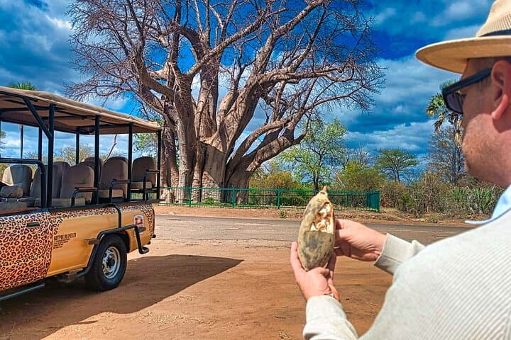 Baobab Sunrise, Sunset & Moonlight Safaris at Victoria Falls — Small-Group Wildlife Drives photo 3