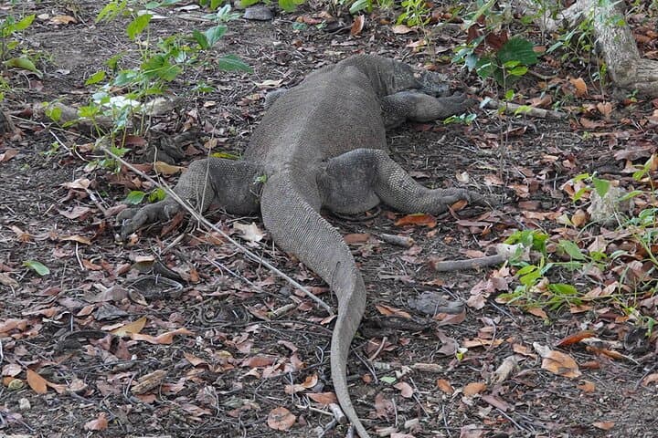 Komodo Islands 3-Day Deluxe Pinisi Sailing Trip from Labuan Bajo photo 2