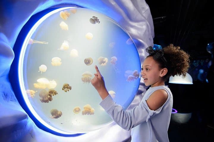 London Eye & SEA LIFE Aquarium: Skyline Views and Marine Encounters photo 2